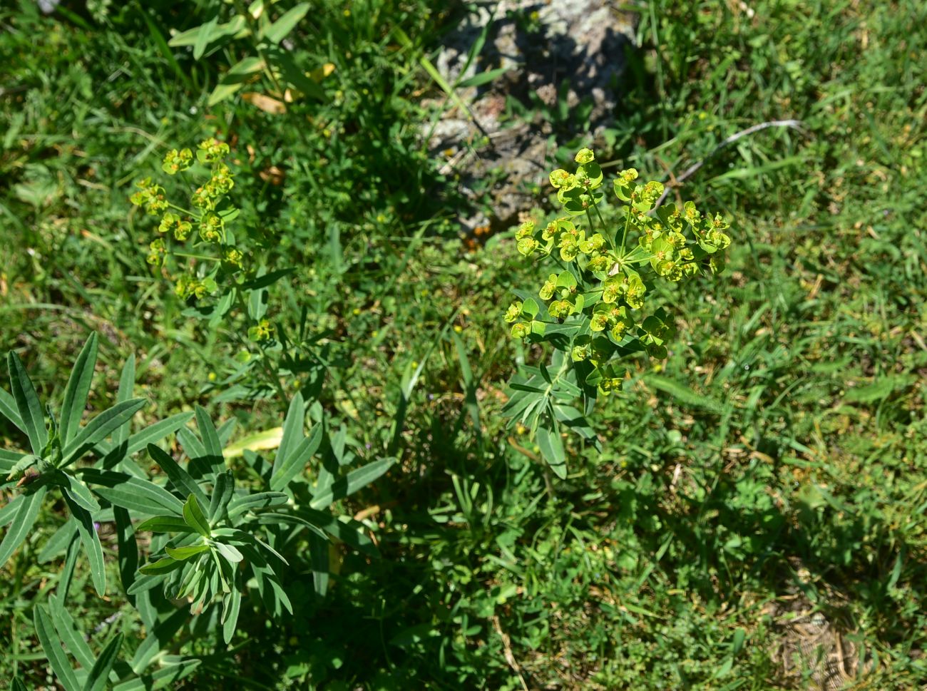 Image of genus Euphorbia specimen.