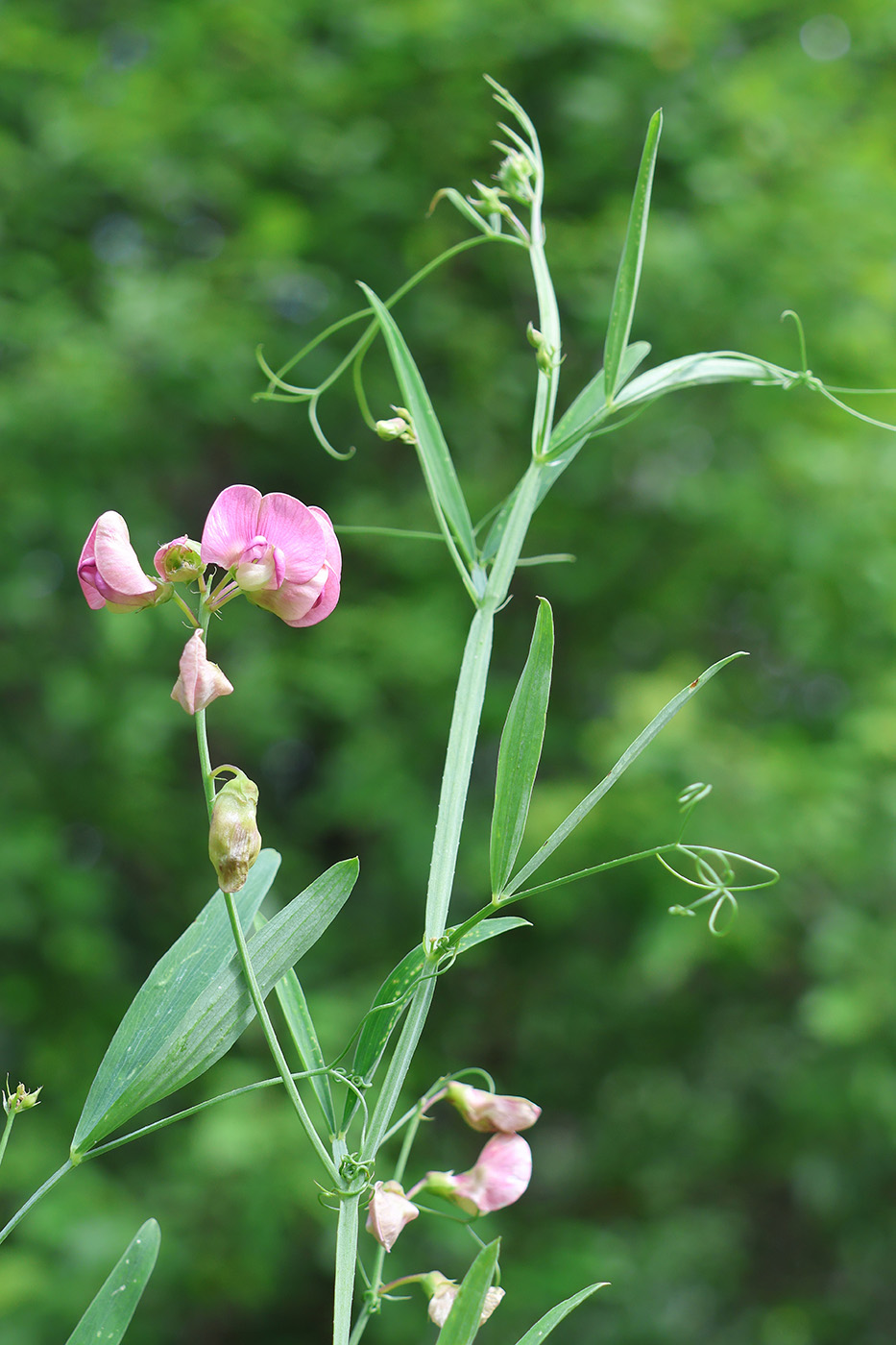 Image of Lathyrus sylvestris specimen.
