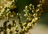 genus Camphorosma. Часть соцветия. Калмыкия, окр. пгт Цаган-Аман, сухая степь вблизи трассы Астрахань-Волгоград. 29.08.2026.