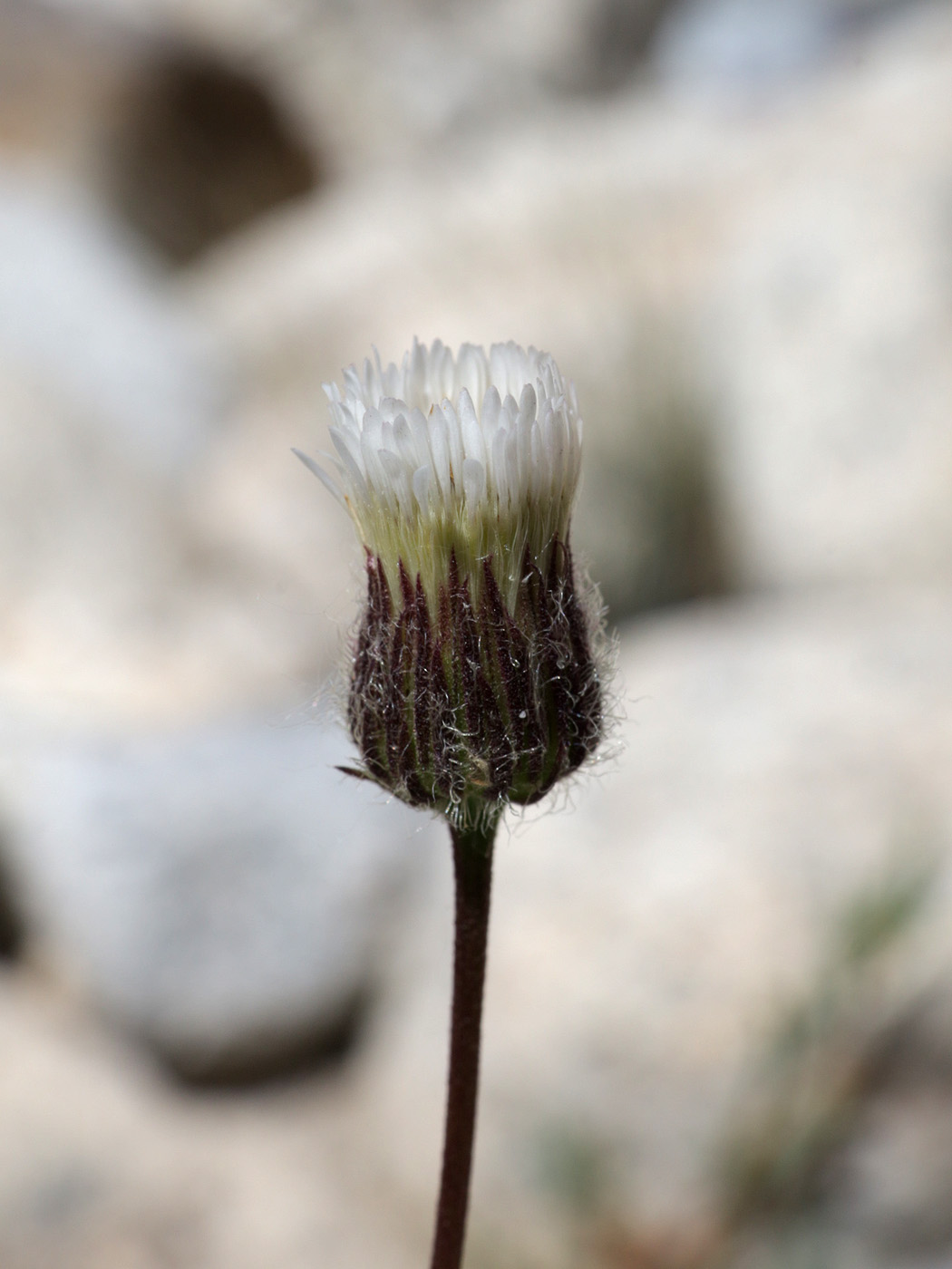 Изображение особи род Erigeron.