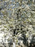 Pyrus communis. Крона с цветками культурной груши. Республика Молдова, муниципалитет Кишинёв, г. Кодру. 16 апреля 2026 г.