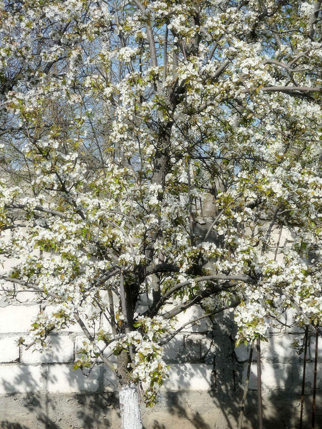 Image of Pyrus communis specimen.