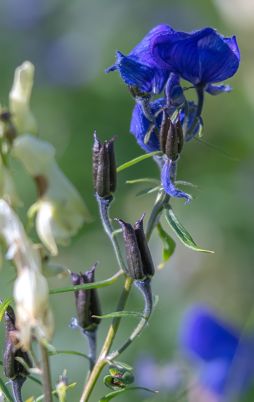 Изображение особи Aconitum ochotense.