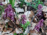 Lathraea squamaria