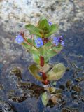 Veronica beccabunga ssp. muscosa