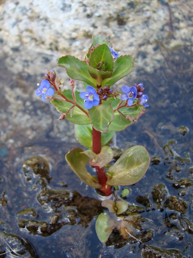 Изображение особи Veronica beccabunga ssp. muscosa.