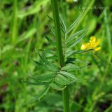 Valeriana alternifolia