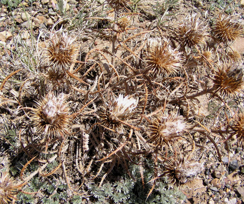 Изображение особи Ancathia igniaria.