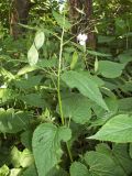 Lunaria rediviva