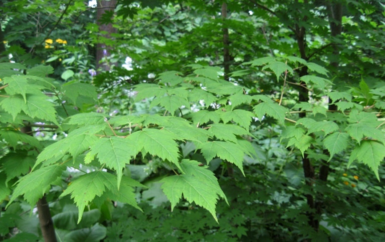 Image of Acer barbinerve specimen.