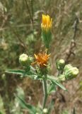 Picris hieracioides
