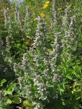 Teucrium scordioides. Цветущие растения. Крым, предгорья, окр. с. Терновка. 5 августа 2011 г.