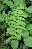 Thelypteris palustris. Вайя. Архангельская обл., Вельский р-н, окр. пос. Усть-Шоноша, заболоченный лес. 17.07.2011.