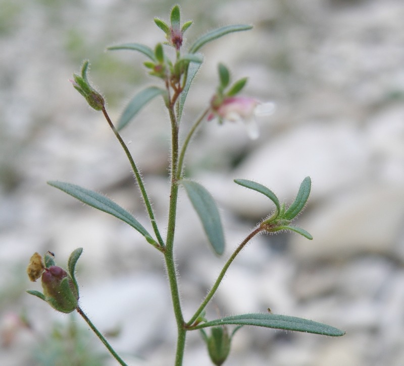 Image of Chaenorhinum minus specimen.