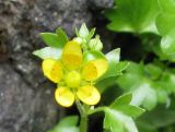 Saxifraga cymbalaria