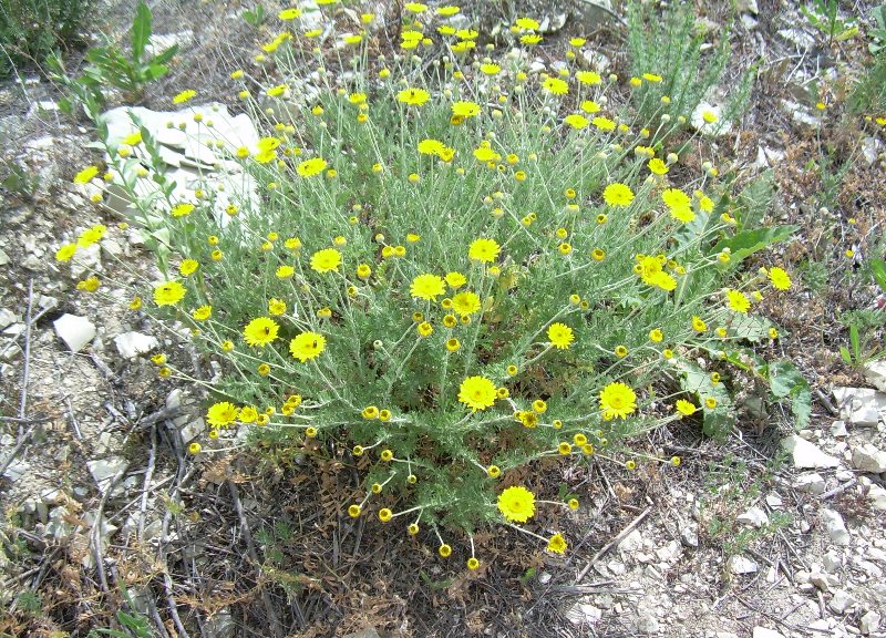 Image of Anthemis markhotensis specimen.