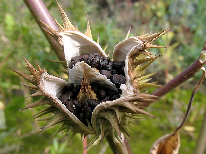 Изображение особи Datura stramonium.