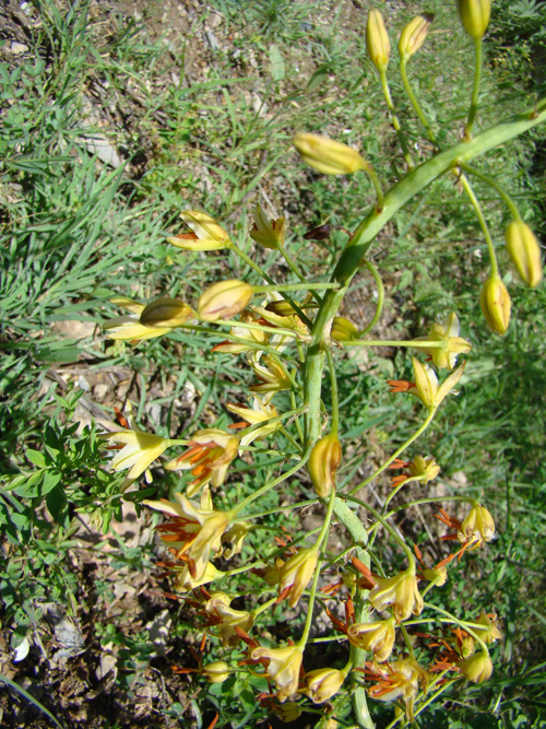 Image of Eremurus czatkalicus specimen.