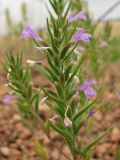 genus Ziziphora. Верхушка цветущего растения. Украина, Донецкая обл., Тельмановский р-н, окр. с. Гранитное, балка Хан-Тарама. 13.06.2011.