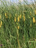 Typha tichomirovii