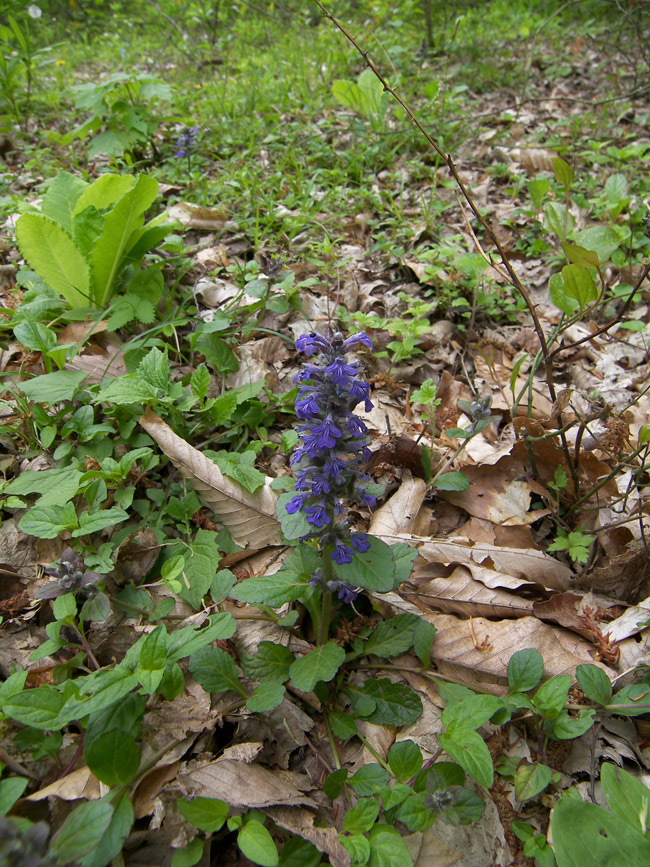 Image of Ajuga reptans specimen.