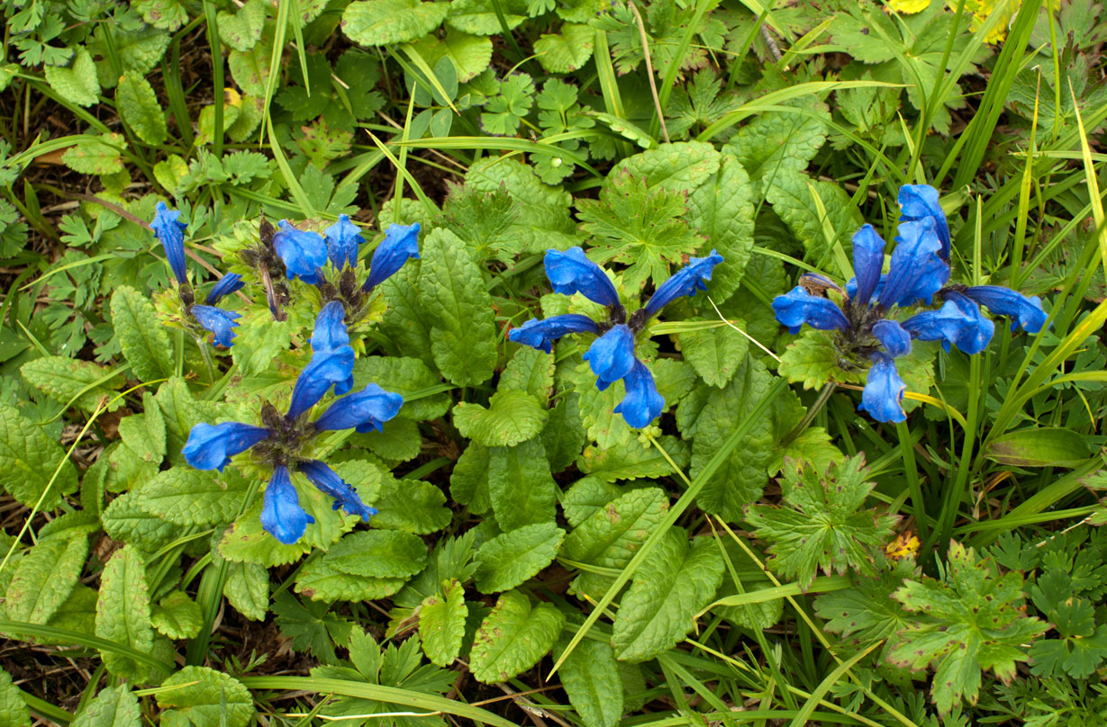 Image of Dracocephalum grandiflorum specimen.