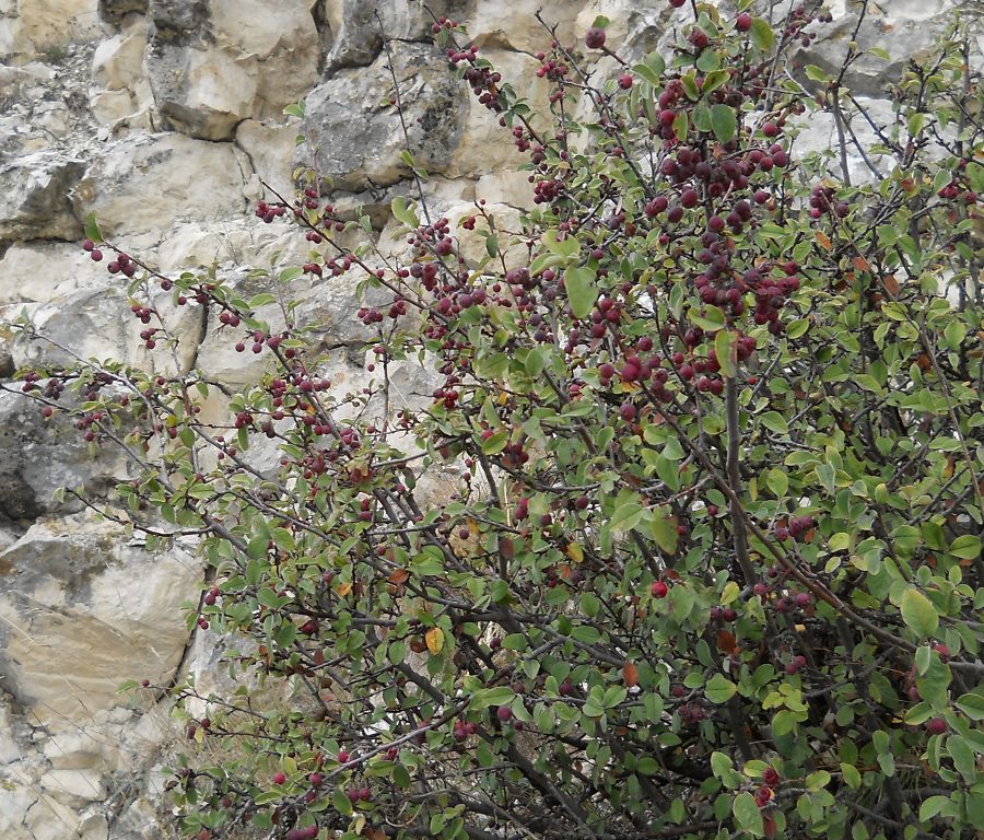 Image of Cotoneaster integerrimus specimen.