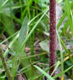 Crepis rhoeadifolia. Средняя часть растения. Ростов-на-Дону, левый берег р. Дон. 01.09.2011.