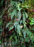 Asplenium altajense