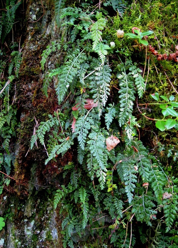 Image of Asplenium altajense specimen.