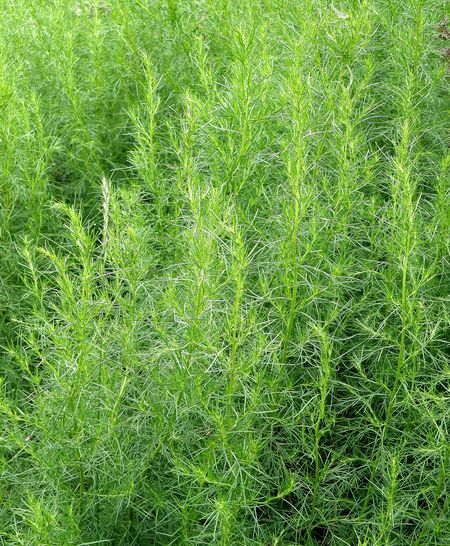 Изображение особи Artemisia abrotanum.