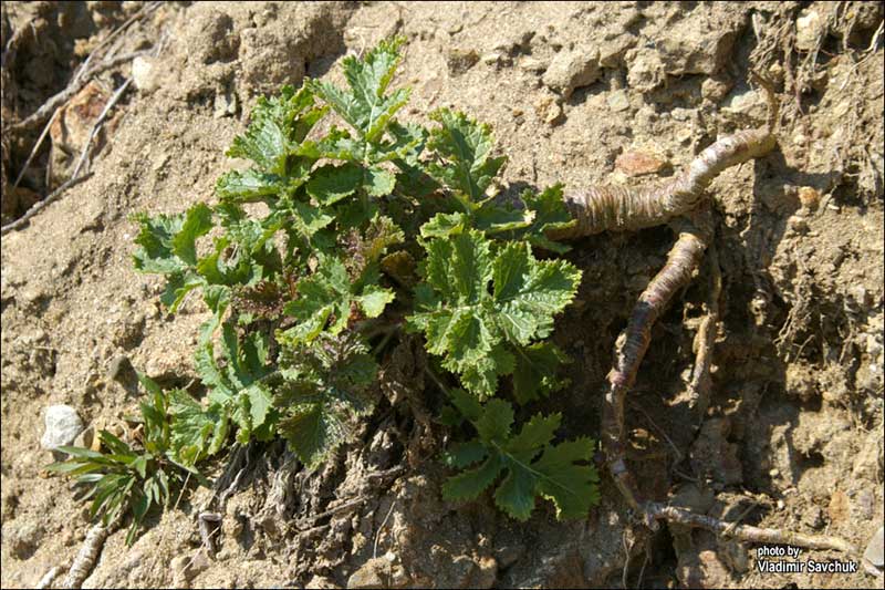 Изображение особи Crambe koktebelica.