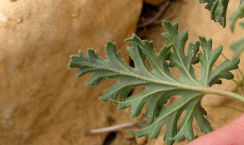 Image of Erodium crassifolium specimen.