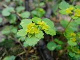 Chrysosplenium alternifolium