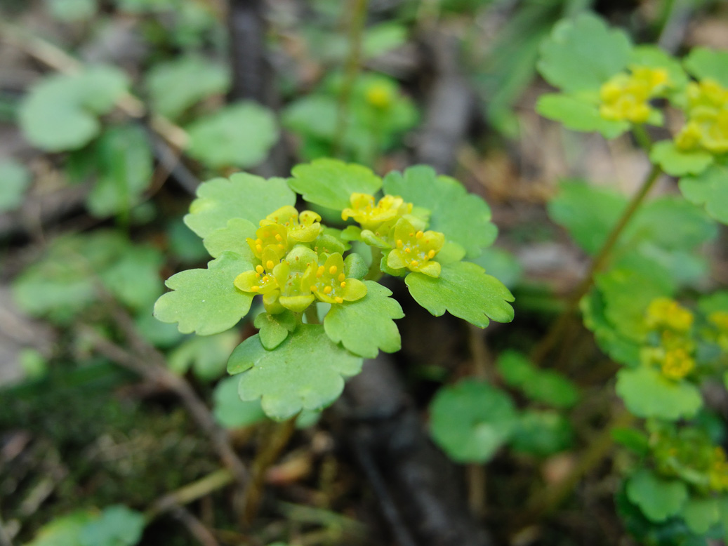 Изображение особи Chrysosplenium alternifolium.