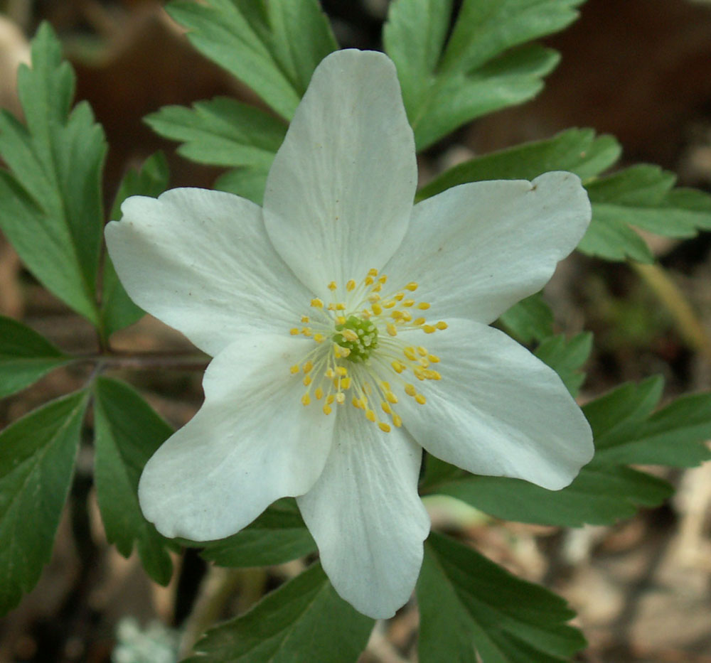 Image of Anemone nemorosa specimen.