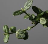 Euonymus fortunei. Веточки (культивар \"Minimus\"). Германия, г. Кемпен, в культуре. 08.05.2012.