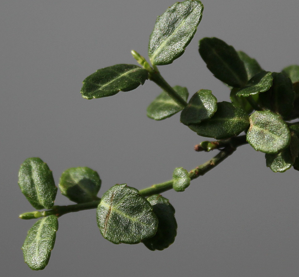 Image of Euonymus fortunei specimen.