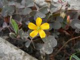 Oxalis corniculata