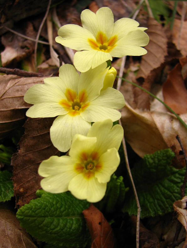 Image of Primula vulgaris specimen.