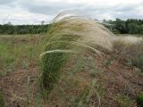 Stipa anomala