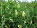 Vicia pisiformis. Верхняя часть цветущего растения. Украина, Черкасская обл., Каневский р-н, региональный ландшафтный парк \"Трахтемиров\", урочище \"Монастырок\". 26 мая 2012 г.