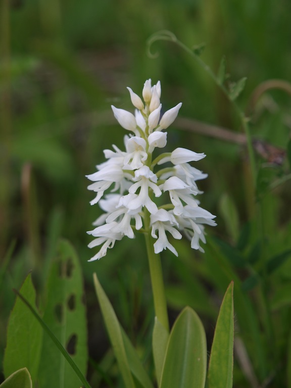 Изображение особи Orchis militaris.