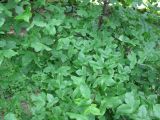 Acer monspessulanum. Ветви молодого растения. Украина, Национальный ботанический, г. Киев. 16.05.2011.