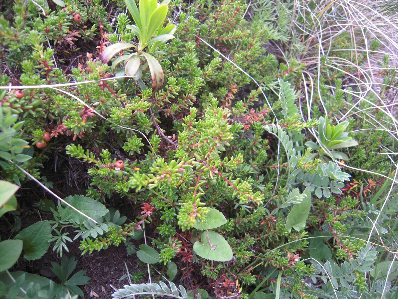 Изображение особи Empetrum caucasicum.