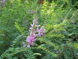 Indigofera heterantha