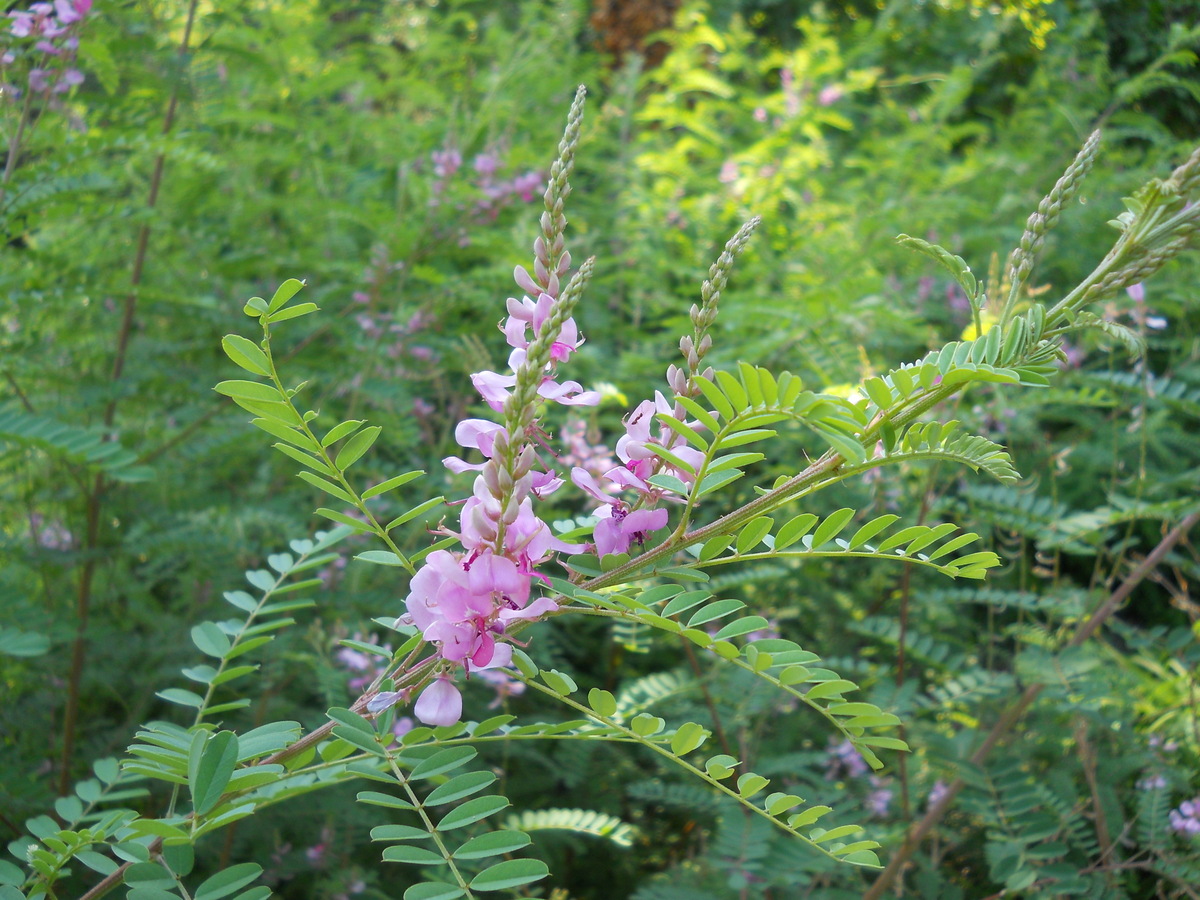 Изображение особи Indigofera heterantha.