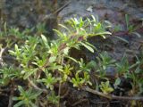 Thymus daghestanicus