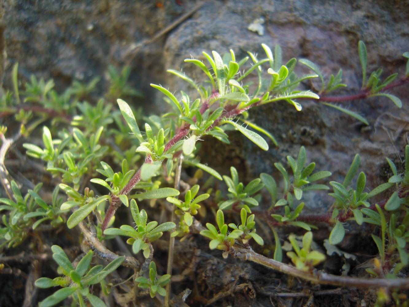 Изображение особи Thymus daghestanicus.