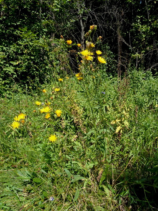 Image of Picris hieracioides specimen.